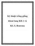 Kỹ thuật trồng giống khoai lang KB-1 và KL-5, Benrona