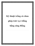 Các kỹ thuật trồng cà chua ghép trái vụ ở đồng bằng sông Hồng