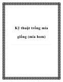 Kỹ thuật trồng mía giống (mía hom)