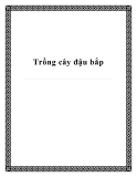 Trồng cây đậu bắp