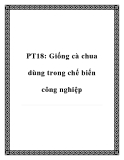 PT18: Giống cà chua dùng trong chế biến công nghiệp