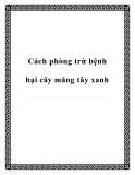 Cách phòng trừ bệnh hại cây măng tây xanh