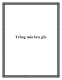 Trồng mía lưu gốc