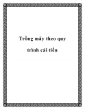 Trồng mây theo quy trình cải tiến