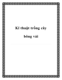 Kĩ thuật trồng cây bông vải