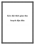 Kéo dài thời gian thu hoạch đậu đũa