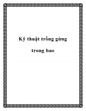 Các kỹ thuật trồng gừng trong bao