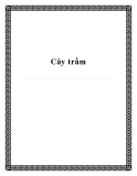 Trồng cây trầm