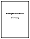 Kinh nghiệm nuôi cá rô đầu vuông