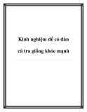 Kinh nghiệm để có đàn cá tra giống khỏe mạnh