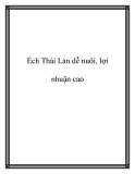 Ếch Thái Lan dễ nuôi, lợi nhuận cao