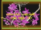 HÌNH THÁI - GIẢI PHẪU  H ỌC THỰC  VẬT - Lá