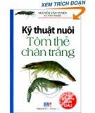 Cách nuôi tôm he chân trắng cho năng suất cao