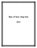 Rực rỡ hoa vàng San Jose 