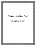 Những cây thông Noel đẹp nhất ở Mỹ