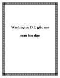 Washington D.C giấc mơ màu hoa đào