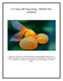 Cá vàng mắt bong bóng - Bubble Eye Goldfish