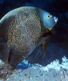 Cá cảnh biển: French Angelfish