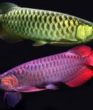 Cá Rồng: Cá rồng Châu Á