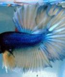 Sự hình thành dòng cá betta đuôi tưa (crowntail)