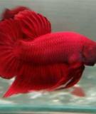 Phân loại một số dạng đuôi cá Betta