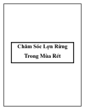 Chăm Sóc Lợn Rừng Trong Mùa Rét