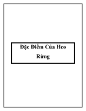 Đặc Điểm Của Heo Rừng