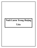 Nuôi Lươn Trong Ruộng Lúa