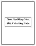 Nuôi Heo Rừng Giữa Miệt Vườn Sông Nước