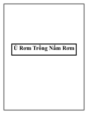 Ủ Rơm Trồng Nấm Rơm