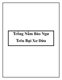 Trồng Nấm Bào Ngư Trên Bụi Xơ Dừa