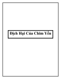 Địch Hại Của Chim Yến