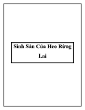 Sinh Sản Của Heo Rừng Lai