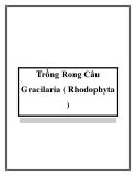 Trồng Rong Câu Gracilaria ( Rhodophyta )