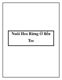 Nuôi Heo Rừng Ở Bến Tre