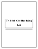 Trị Bệnh Cho Heo Rừng Lai