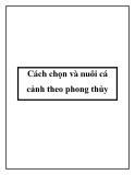 Cách chọn và nuôi cá cảnh theo phong thủy