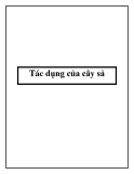 Tác dụng của cây sả