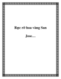 Rực rỡ hoa vàng San Jose…