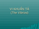 Vi khuẩn tả