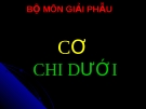 Cơ chi dưới