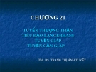 TUYẾN THƯỢNG THẬNTIÊU ĐẢO LANGERHANSTUYẾN GIÁPTUYẾN CẬN GIÁP    