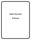 Ngắm đom đóm Waitomo