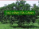 Tạo hình ­tỉa cành