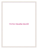 Cúc hoa vàng giúp sáng mắt.