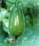 Tác dụng chữa bệnh của bí xanh