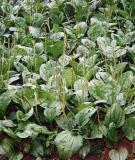 Bài thuốc trị bệnh từ mã đề