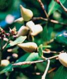 Bài thuốc chữa bệnh từ cây thuốc dòi