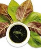 Bài thuốc chữa bệnh từ lá mơ