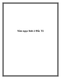 Sâm ngọc linh ở Đắc Tô